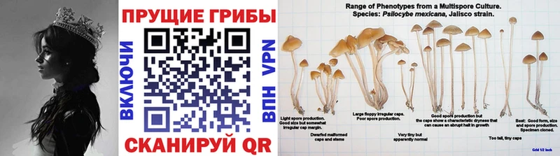 Галлюциногенные грибы MAGIC MUSHROOMS  Далматово 